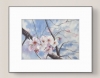 BLOSSOM IN THE SUN