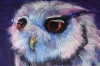Little Owl 2