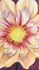 Peony, detailed flower study