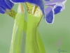 Iris Kanji