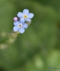 Forget-me-not Kanji