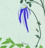 Blue Columbine Hanzi