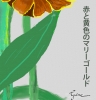 Marigold Kanji