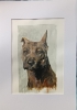 A portrait of a dog