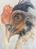 Portrait of a chicken