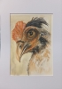 Portrait of a chicken