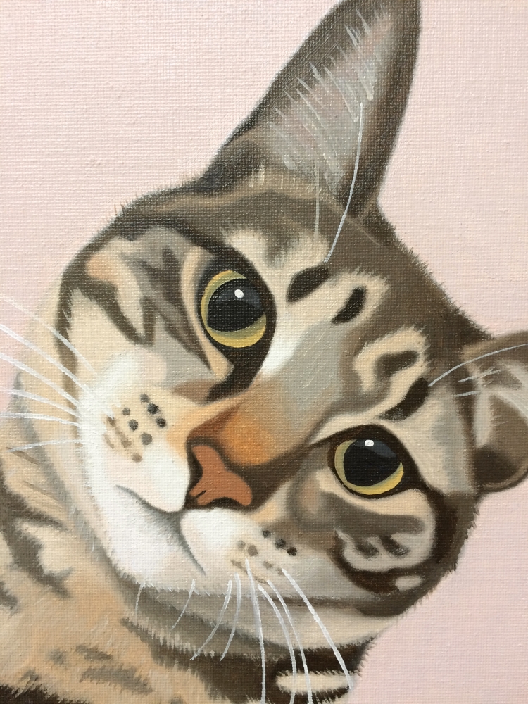 Doolally Cat