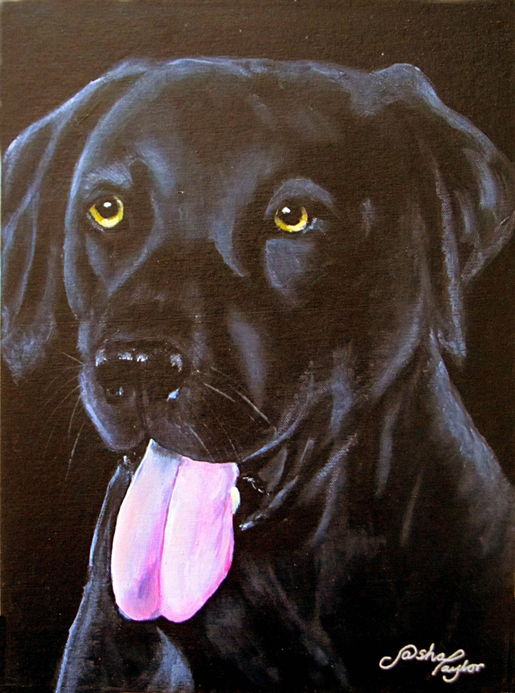 Black Labrador