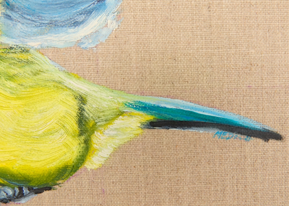 Blue Tit on the Wing