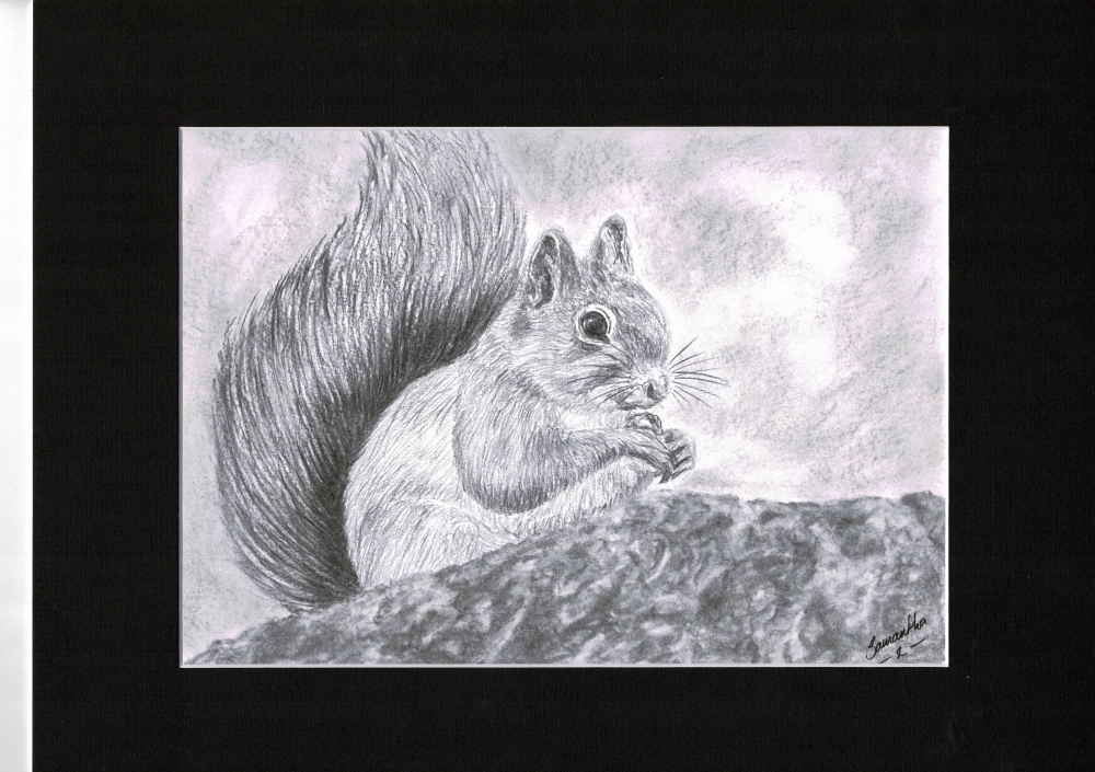 Red Squirrel