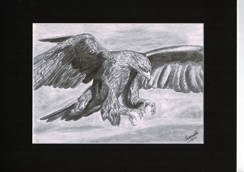 Golden Eagle in flight
