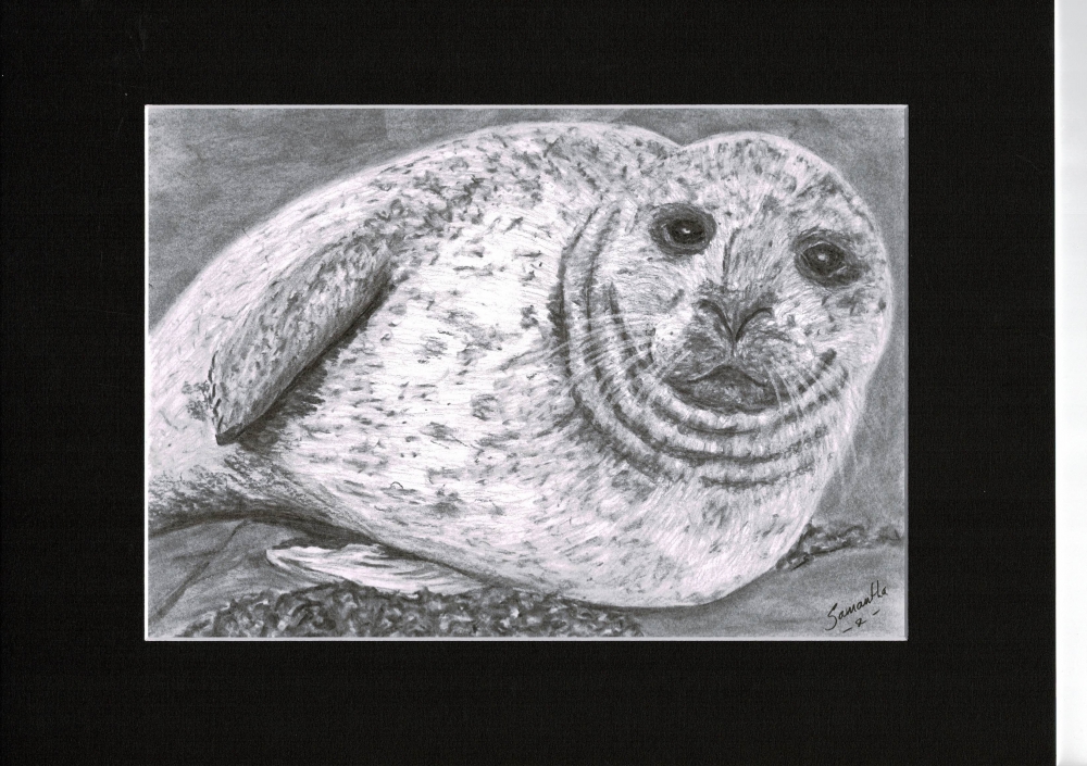 Ocean Seal Pup