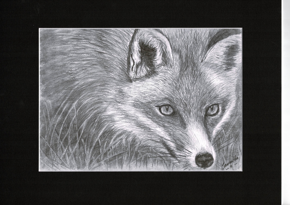 Red Fox
