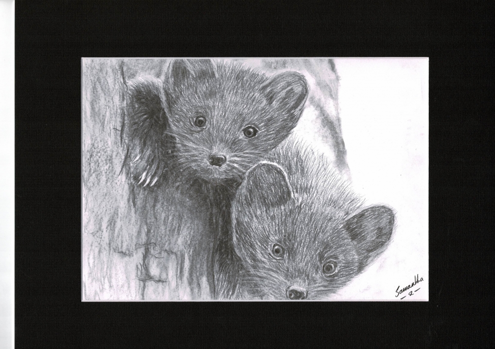Pine Martens