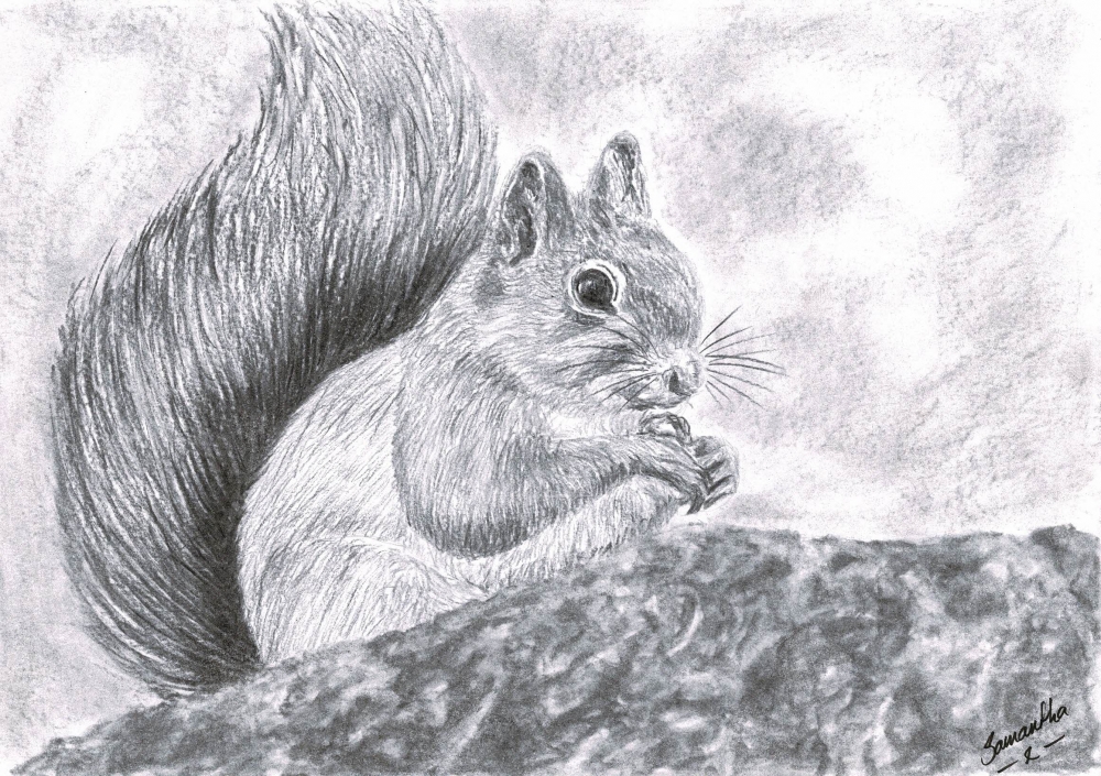 Red Squirrel