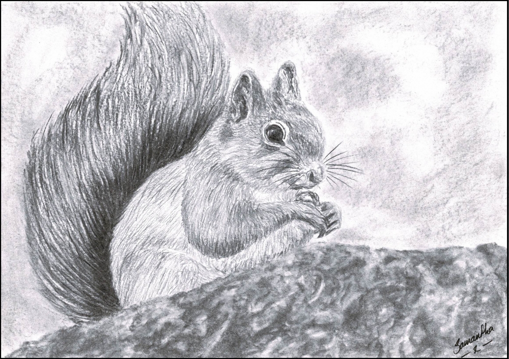 Red Squirrel Print