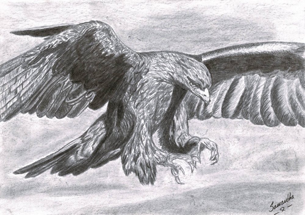 Golden Eagle in flight