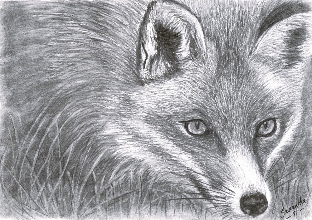 Red Fox
