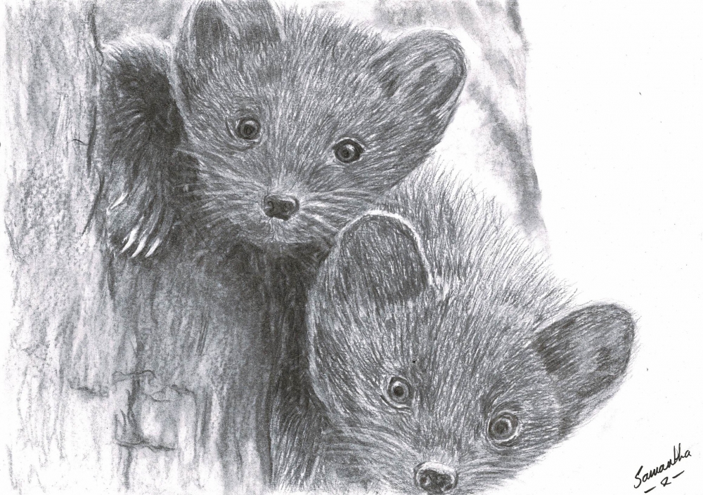 Pine Martens