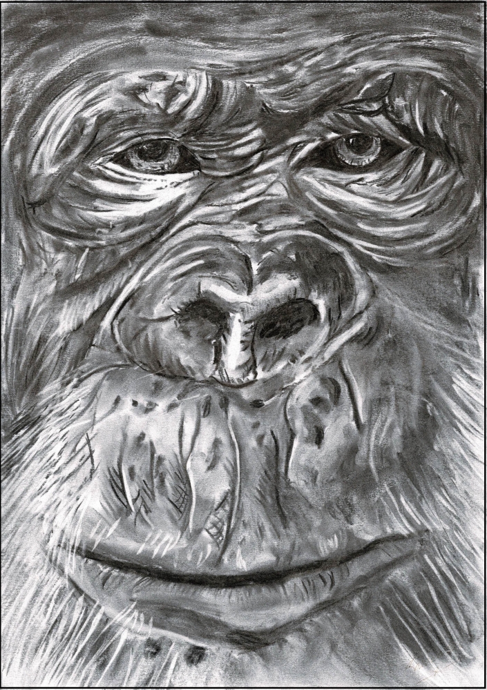 Gorilla