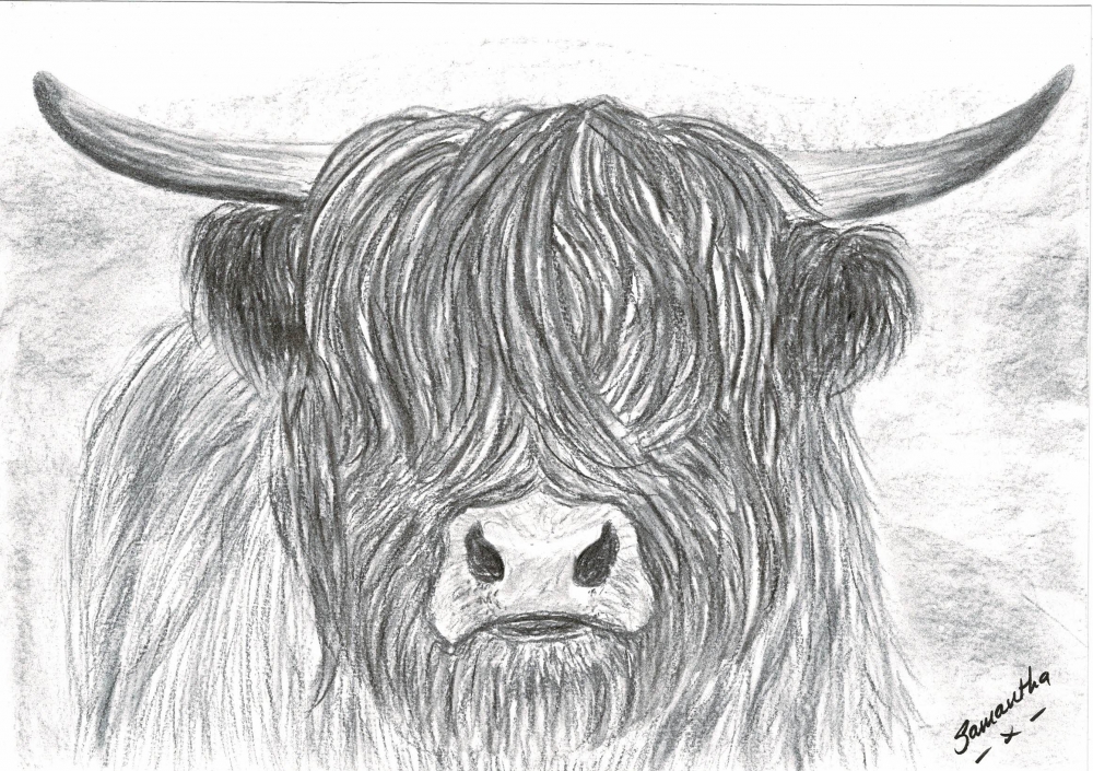Highland Cow