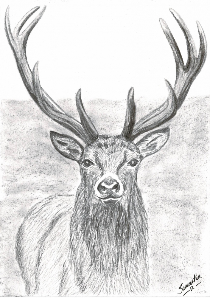 Red Deer Stag