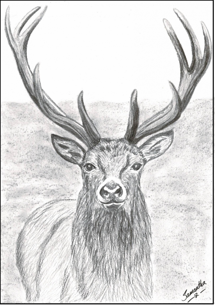 Red deer stag print