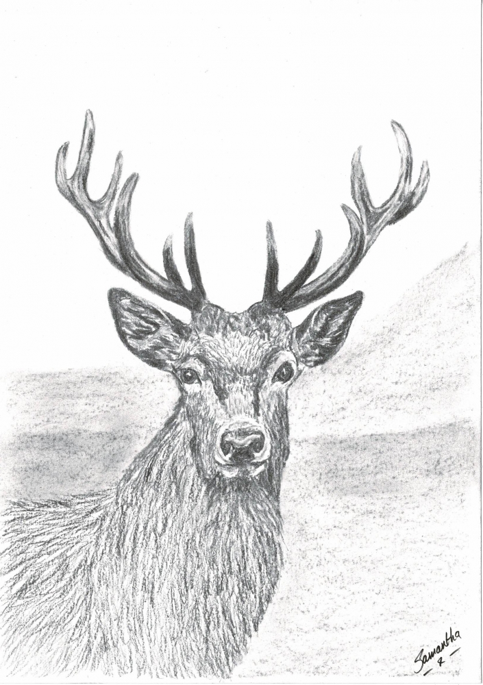Red Deer Stag