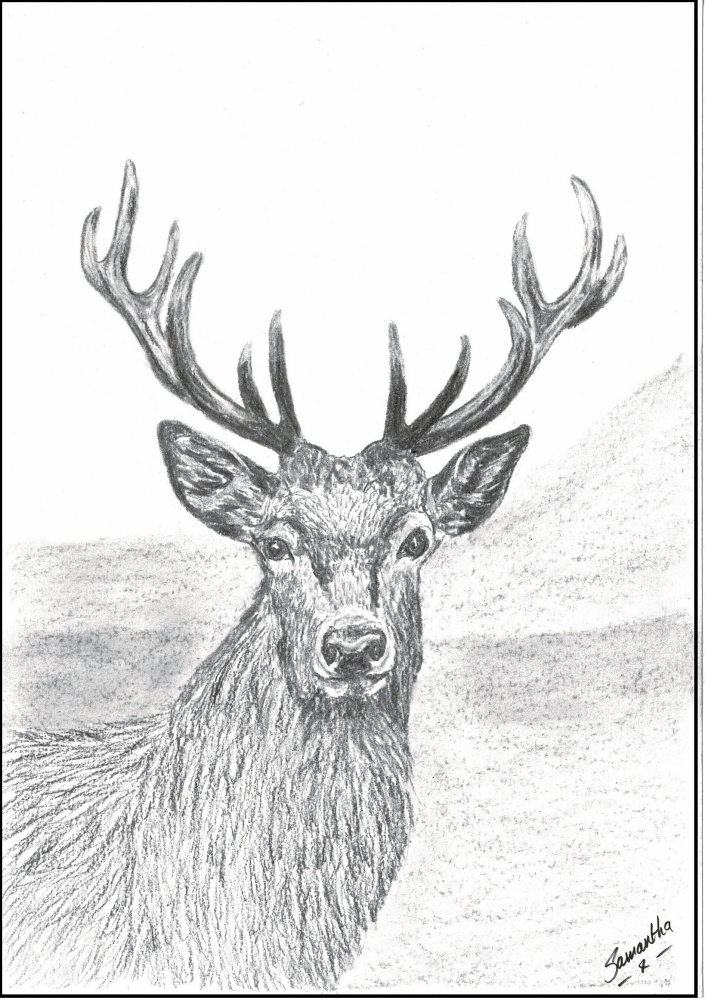 Red deer stag print