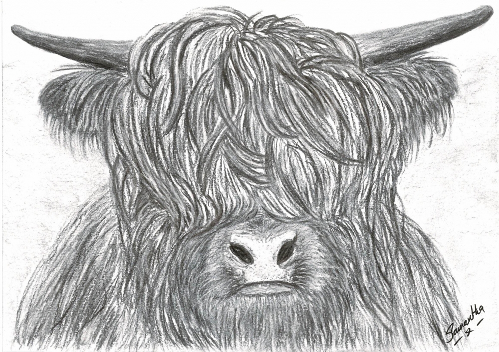 Highland Cow