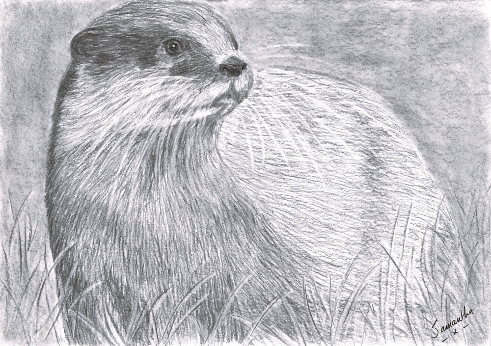 Otter