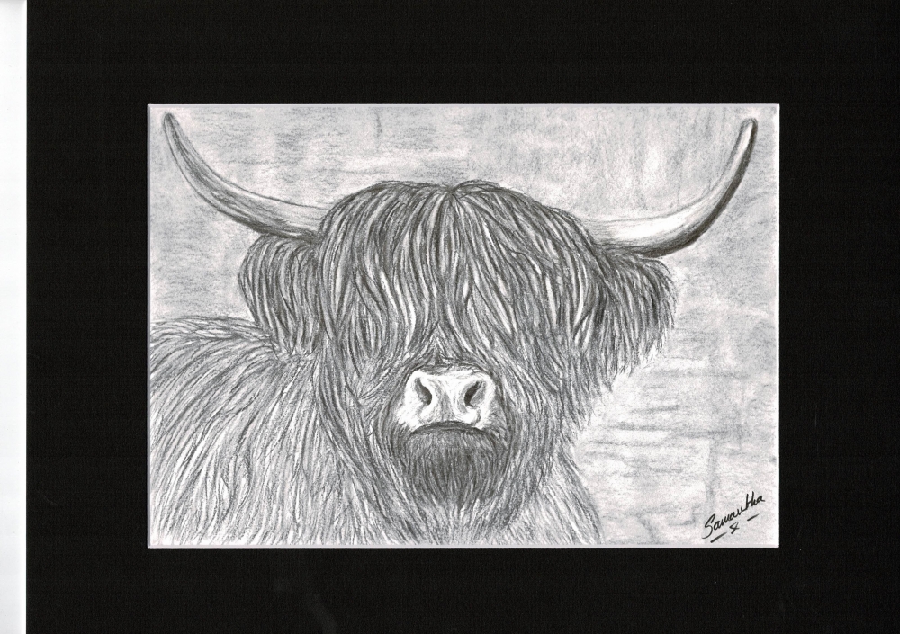 Highland Cow
