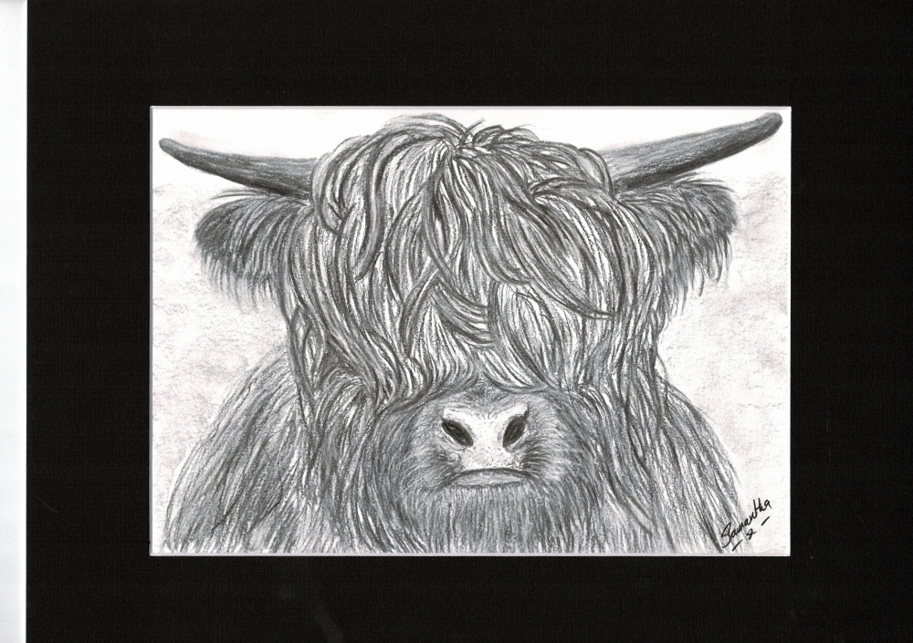 Highland Cow
