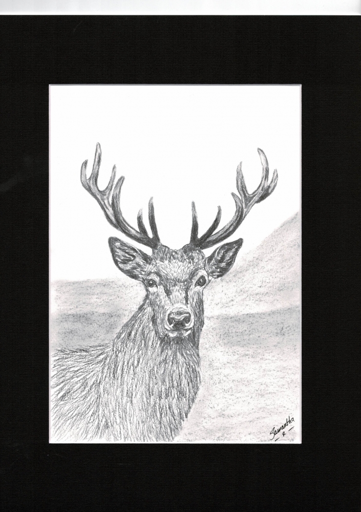 Red Deer Stag