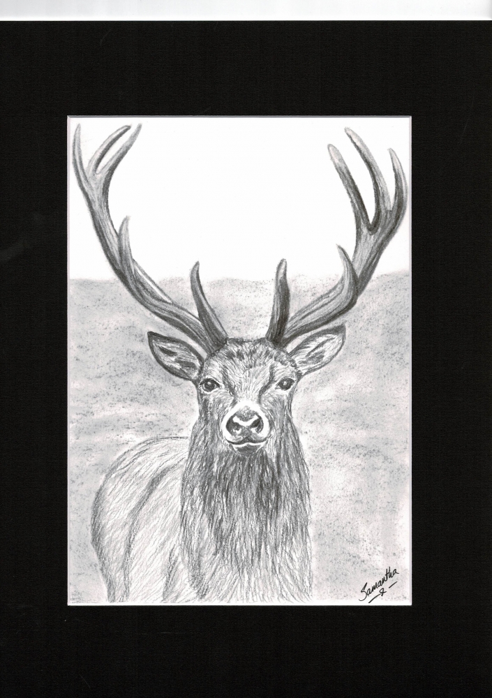 Red Deer Stag
