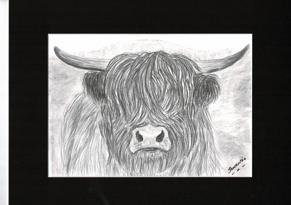 Highland Cow
