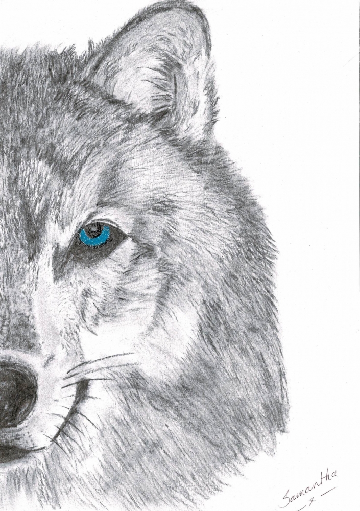 Wolf