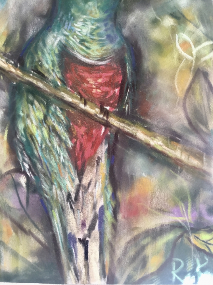 Quetzal bird