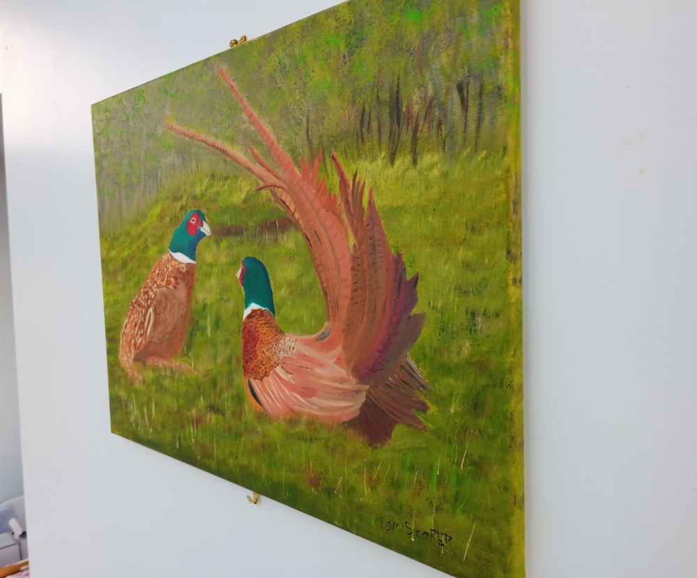 Pheasant Face Off 