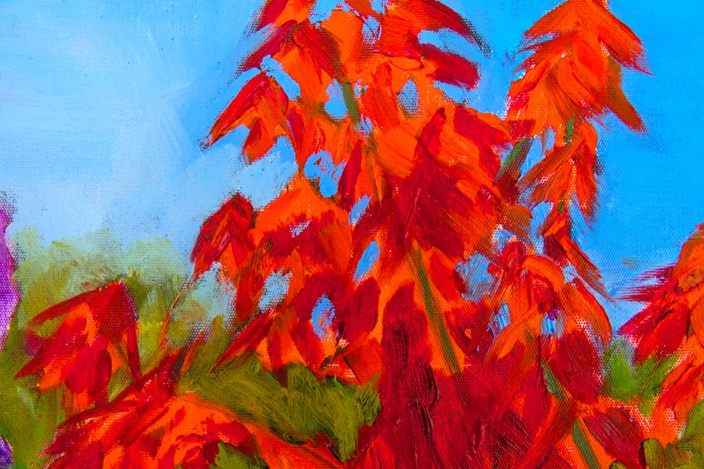 Red Acer in the Sunshine