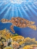 Underwater Sea Turtle 