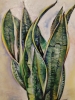 Sansevieria laurentii