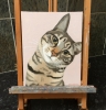 Doolally Cat