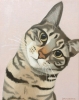 Doolally Cat