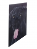 Black Labrador