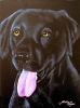 Black Labrador