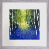 Bluebell Woods & birches