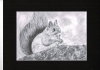 Red Squirrel