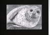 Ocean Seal Pup