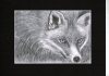 Red Fox